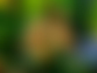 Fast Fact: Acorns