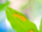 A close up of a bright green leaf with a cluster of yellow insect eggs against a soft blurred pastel background.