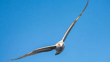 A seagull soaring against a clear blue sky, wings spread wide.