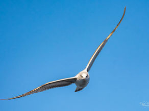 A seagull soaring against a clear blue sky, wings spread wide. 