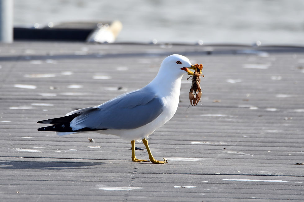 A seagull holding a crayfish in its beak stands on a wooden pier.