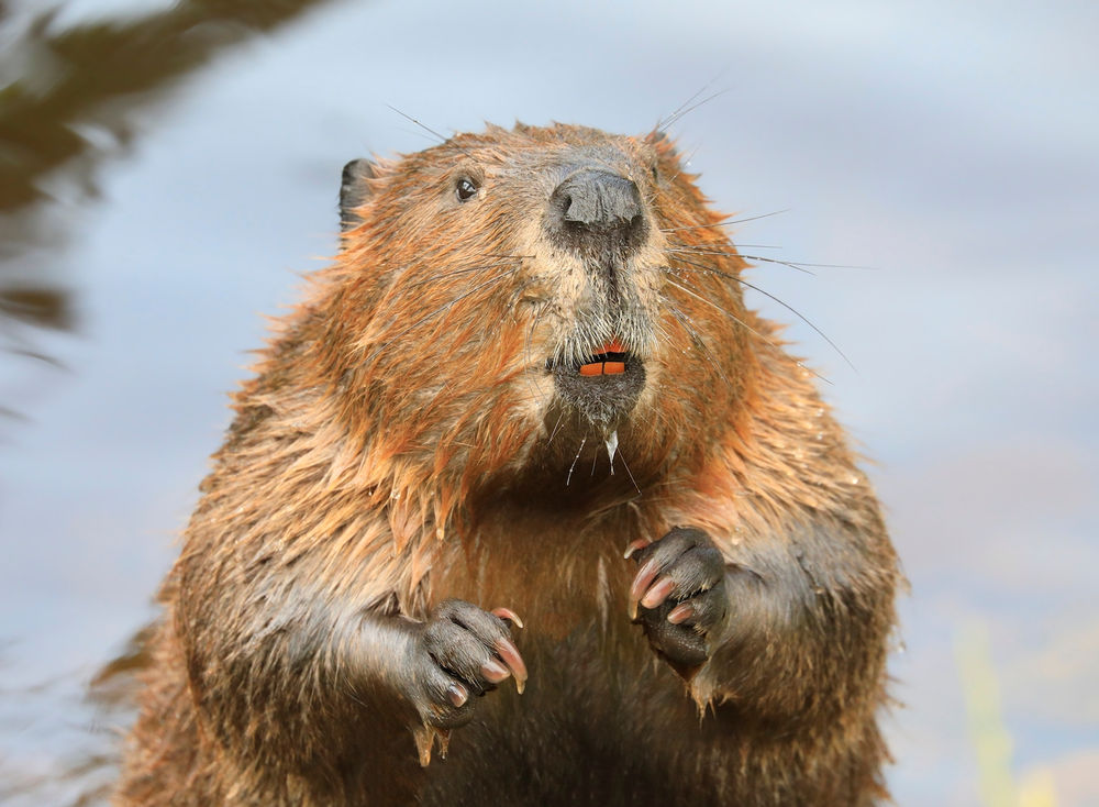 Why Do Beavers Have Orange Teeth?