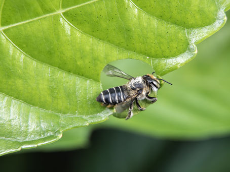These Busy Bees Eat Holes in Your Leaves