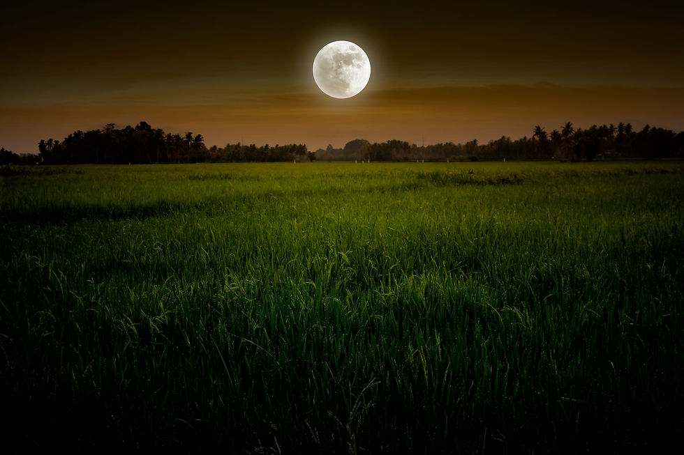 A bright full moon over a lush green field with dark tree silhouettes and an amber sky.