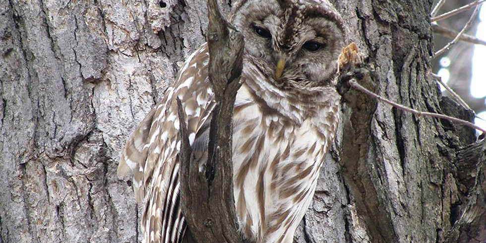Hoot Hike