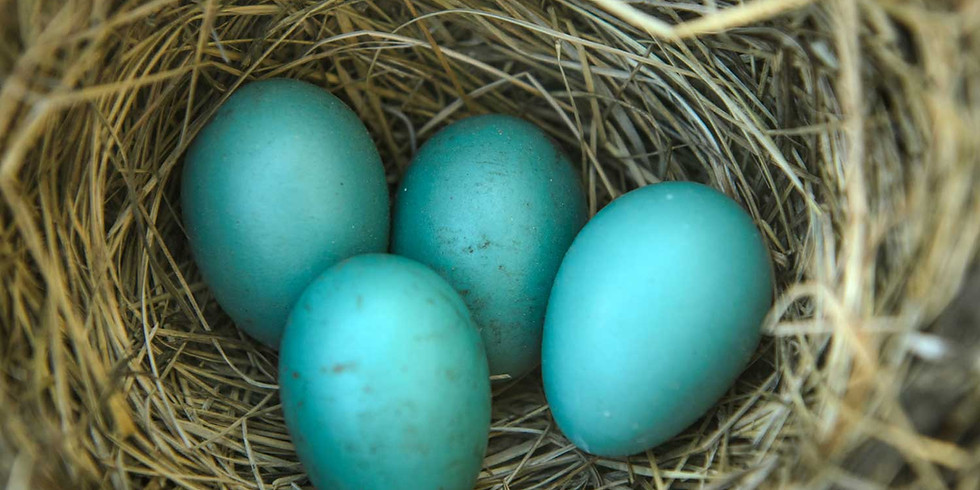 Little Explorers: Eggs