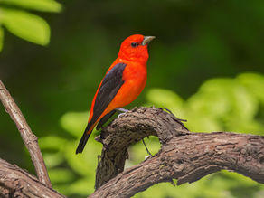 Bright red bird with black wings perched on a gnarled branch, set against a vivid green leafy background.