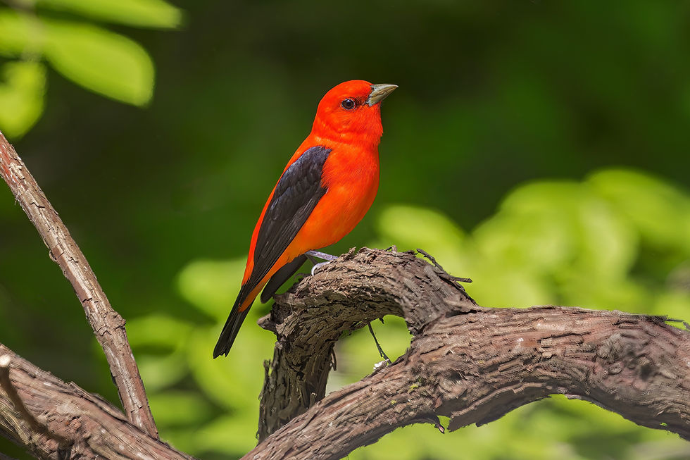 Bright red bird with black wings perched on a gnarled branch, set against a vivid green leafy background.