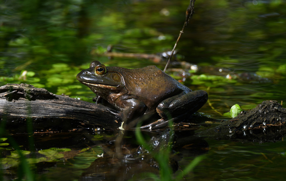 No, Touching A Frog Won't Give You Warts