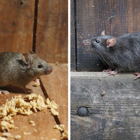 Mouse or Rat? What's the Difference Anyway?