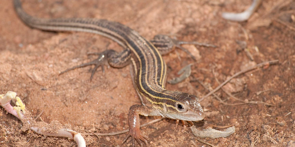 Reptiles! Exploring Kankakee Sands!