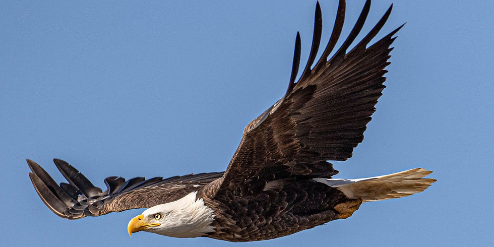 Eagle Watch!