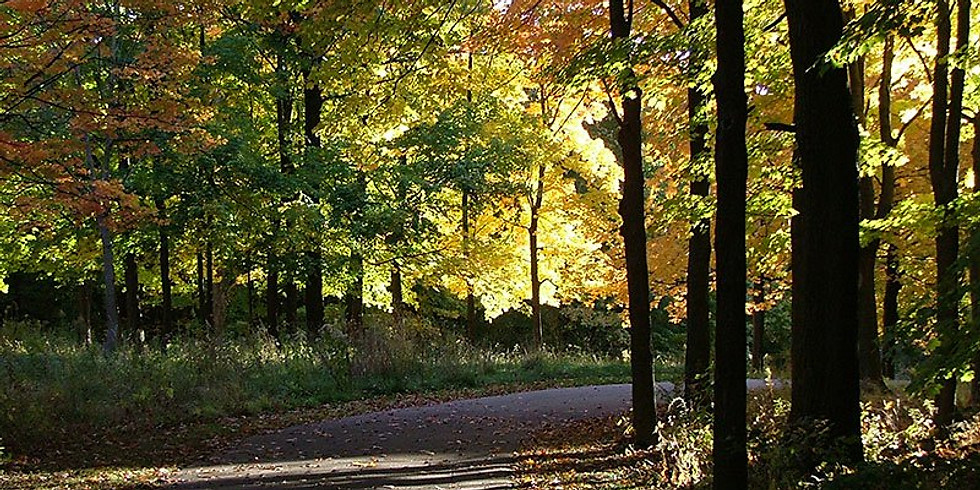 Fall Color Walk for Kids