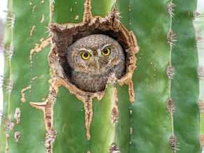 A small owl peeks from a hole in a green cactus, wide yellow eyes alert against the spiky desert background.