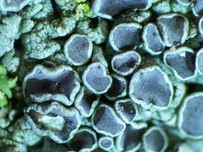 A close up of gray and blue lichen with a wavy texture growing on a green surface, showcasing intricate patterns and rich color contrast.