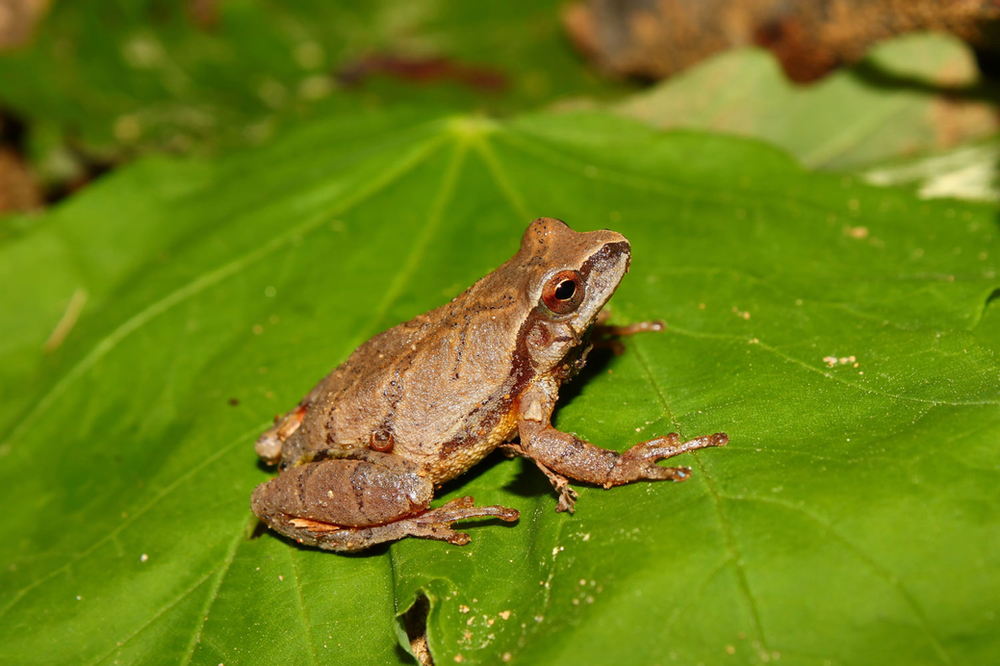Tiny Spring Peepers Create The Sounds Of Spring