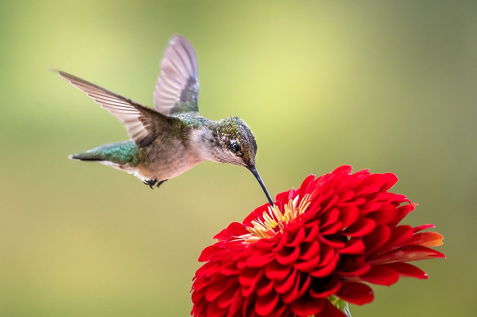 A ruby-throated hummingbird sipping nectar from a red flower.