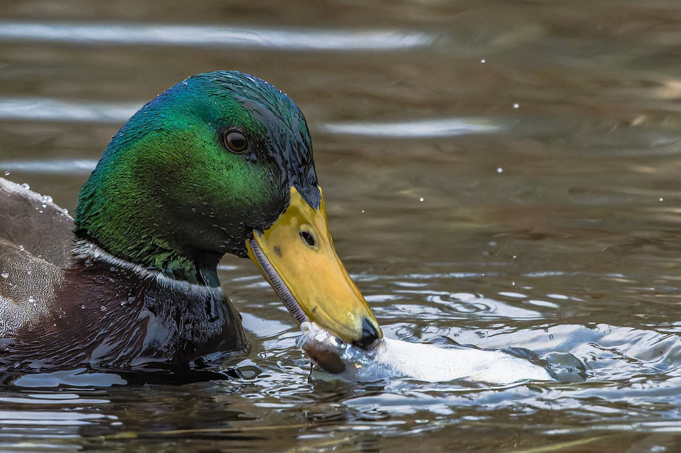 A mallard in the water with a fish in its beak.