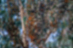 Hundreds of monarch butterflies at rest on tree branches.