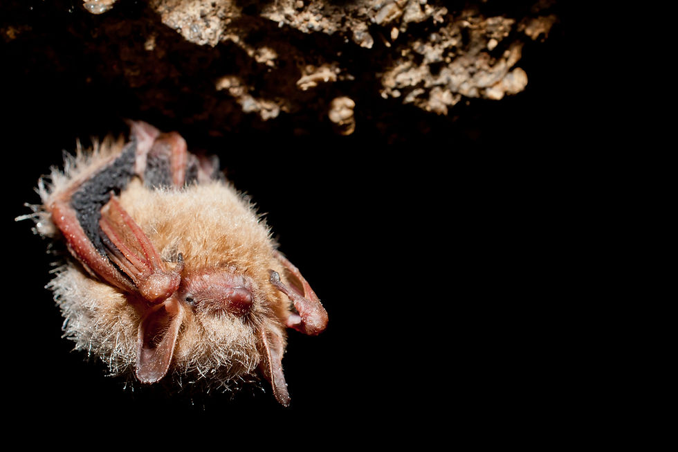 A tri-colored bat.
