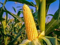 Golden corn cob on a stalk in a sunny field, surrounded by green corn plants under a clear blue sky.