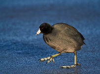 A black coot with red eyes walks on ice, with its unique lobed feet visible.