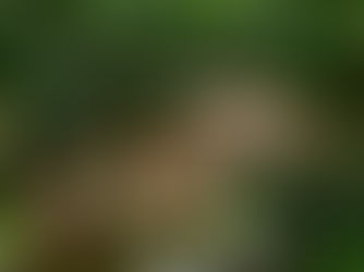 A patterned snake rests on a mossy branch in a lush green jungle, blending with the natural surroundings.