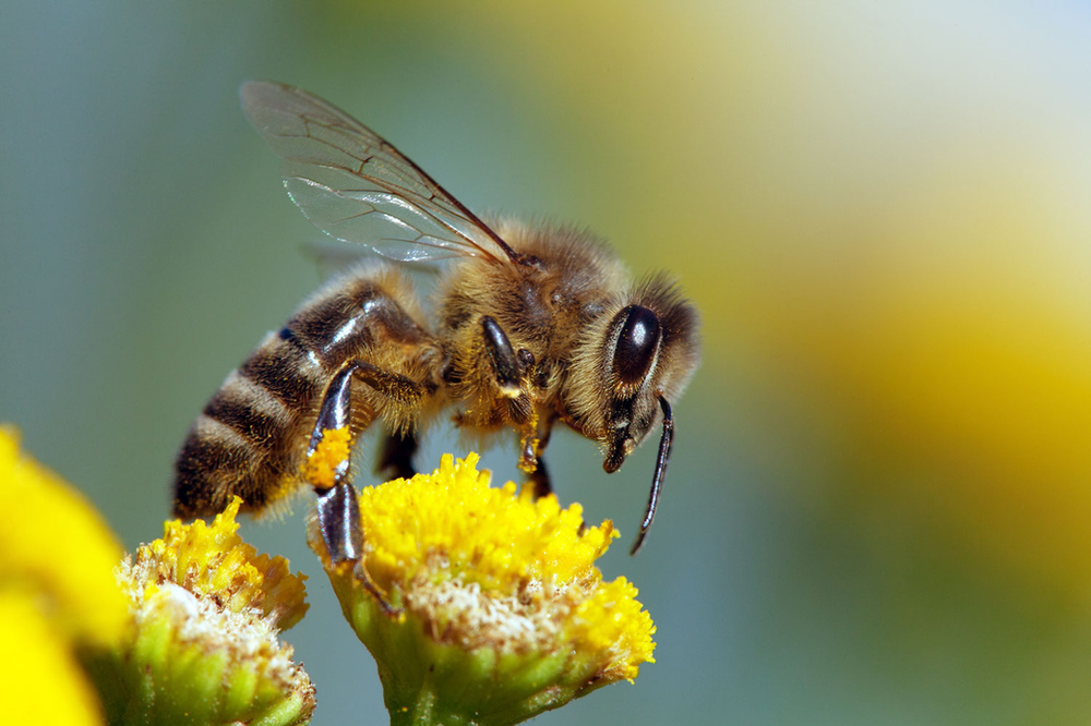 Why Do Bees Have Pockets? For Pollen, Of Course