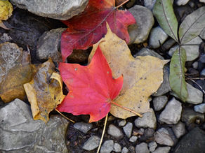 Red and yellow autumn leaves rest on a rocky ground, creating a vibrant contrast in a natural outdoor setting.