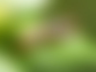 Closeup of a brown earwig on a vibrant green leaf, showcasing its pincers. 