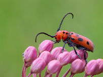 Orange-red beetle with black spots crawling on pink flower buds against a blurred green background
