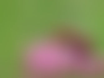 Orange-red beetle with black spots crawling on pink flower buds against a blurred green background