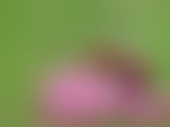 Orange-red beetle with black spots crawling on pink flower buds against a blurred green background