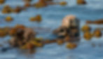 Otter floating amid brown kelp in blue water, looking at the camera. Sunlit, calm scene with natural colors, serene mood.