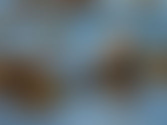 Otter floating amid brown kelp in blue water, looking at the camera. Sunlit, calm scene with natural colors, serene mood.