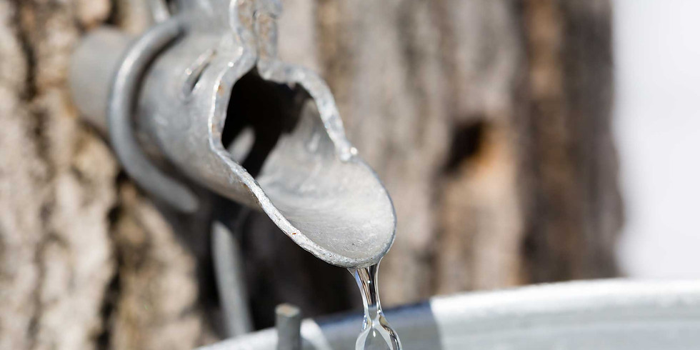 Maple Syrup Magic