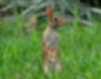 An alert brown rabbit standing upright in green grass, side profile, with a curious wide-eyed look