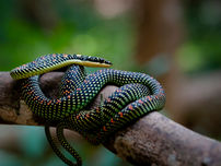 A black snake with yellow-green and orange-red spots coiled on a branch, resting in a blurred green forest background.