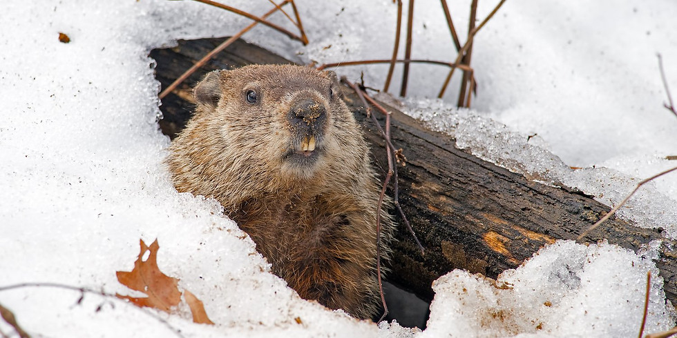 WonderKids: Groundhogs