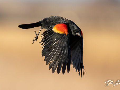 Learn To Speak the Red-Winged Blackbird's Language
