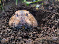 A gopher peeking from a dirt burrow, muddy soil around it, with a root in its mouth.