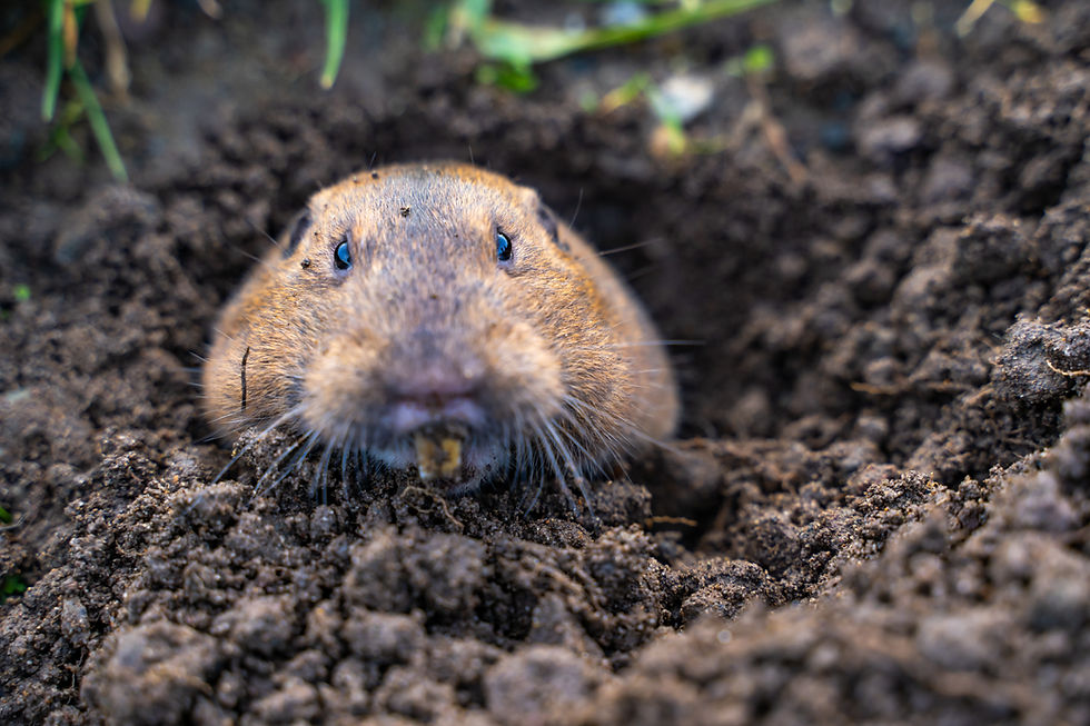 A gopher peeking from a dirt burrow, muddy soil around it, with a root in its mouth.