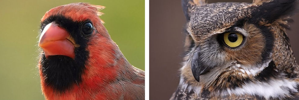 A side-by-side comparison of the beaks of a northern cardinal and a great horned owl.