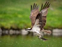 An osprey in flight clutching a fish over green water.