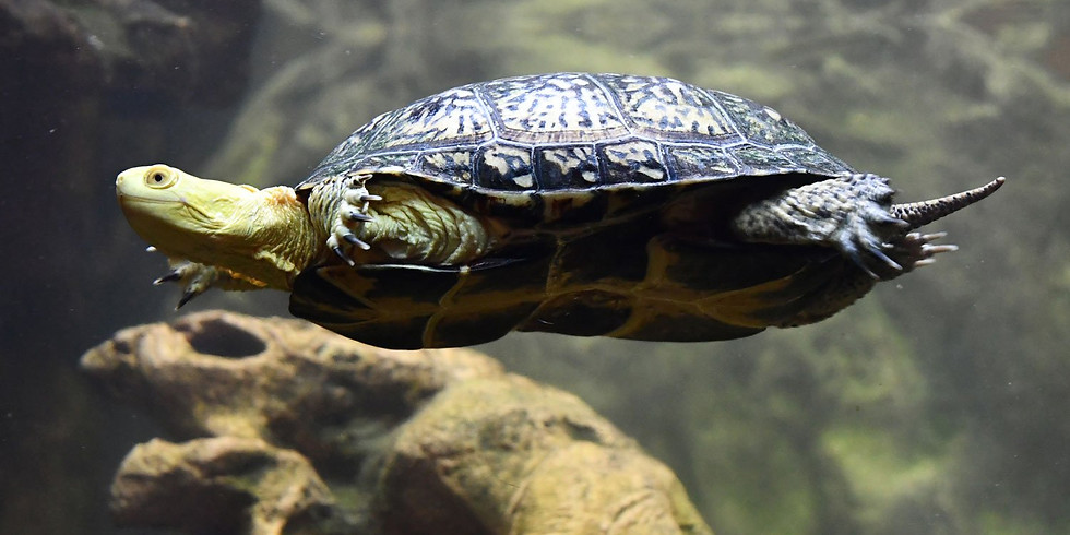 Discovery Isle: Turtles!