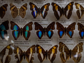 Mounted butterfly specimens with iridescent blue and gold wings on labeled museum cards.