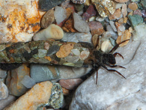These insects build their own mobile homes