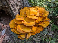 Bright orange mushrooms grow at the base of a tree in a forest setting, surrounded by green leaves and grass.