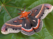 A moth with orange, black and white wings resting on a large green leaf.