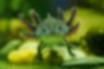 Axolotl swimming in greenish water with pebbles in the background, displaying frilly gills and a gentle, curious expression.